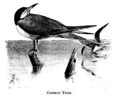 Common Tern. 