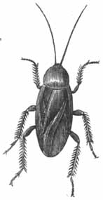 The Beetle.