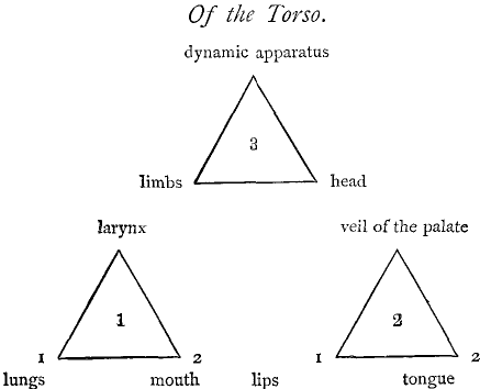 Of the Torso