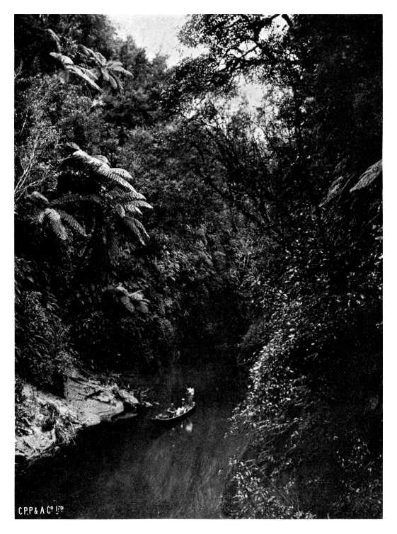 ON A RIVER&mdash;PAPA COUNTRY