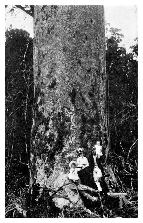 Illustration: KAURI PINE TREE