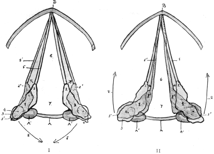 Fig. 7 A-A', Ring Cartilage. B, Shield Cartilage. 1, Pyramid Cartilage. 2, Vocal Process, With 2', Its Position After Contraction of Muscle. 3, Postero-External Base of Pyramid, Giving attachment to Abductor and Adductor Muscles at Rest, With 3', Its New Position After Contraction of the Muscles. 4, Centre of Movement of the Pyramid Cartilage. 5, the Vocal Cords at Rest. 5', their New Position After Contraction of the Abductor and Adductor Muscles, Respectively Seen in I and II. 6, the interligamentous, With 7, the intercartilaginous Chink of the Glottis. 8, the Arrow indicating Respectively in I and II the Action of the Abductor and Adductor in Opening and Closing the Glottis.