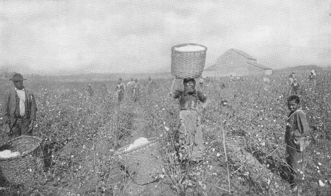 "'WAY DOWN YONDER IN DE COTTON FIEL'." Typical picking
scene. Working under a blazing sun and a haze of heat, without any shade
in sight. (Brown Bros.)