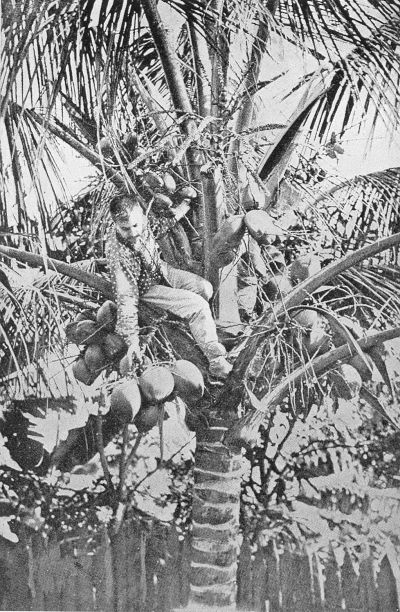 GATHERING COCOANUTS. Where the census-taker in Porto Rico
had to wait for his figures until the head of the house climbed down.
(Courtesy of the Department of War.)