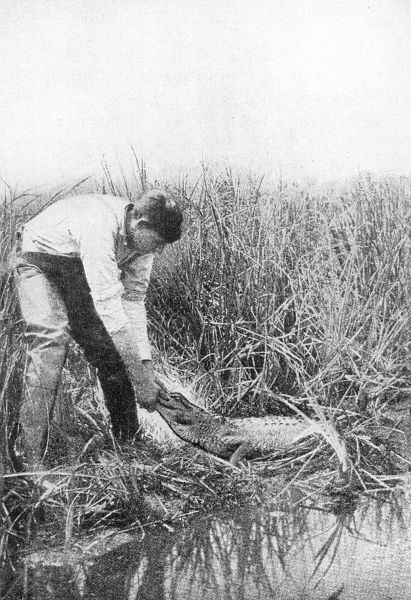 ALLIGATOR-CATCHING. The sport at its best; tackling a
fair sized reptile with bare hands. (Courtesy of Outing Magazine.)