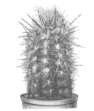 PILOCEREUS BR&Uuml;NNONII