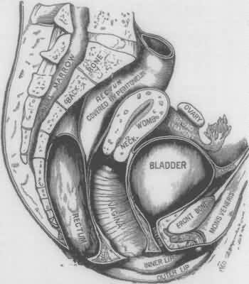 ANATOMY
OR STRUCTURE OF THE FEMALE ORGANS OF GENERATION
