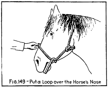 Illustration: FIG. 149&mdash;Put a Loop over the Horse's Nose