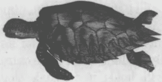 The Sea Turtle.