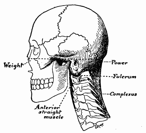 Fig. 2.—The skull as a lever of the first order.