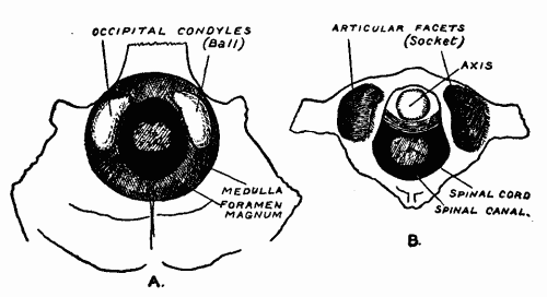 Fig. 3.—A, The opening in the base of the skull, by which the brain stem passes to the spinal canal. The two occipital condyles represent part of the ball which fits into the cup formed by the atlas. B, The parts of the socket on the ring of the atlas.