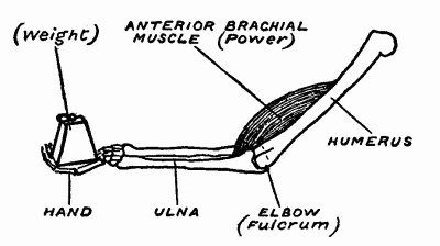 Fig. 9B.—The forearm and hand as a lever of the third order.