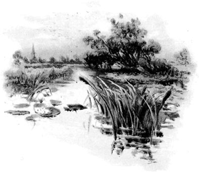 Water Lily Scene