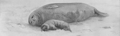 A Weddell Seal