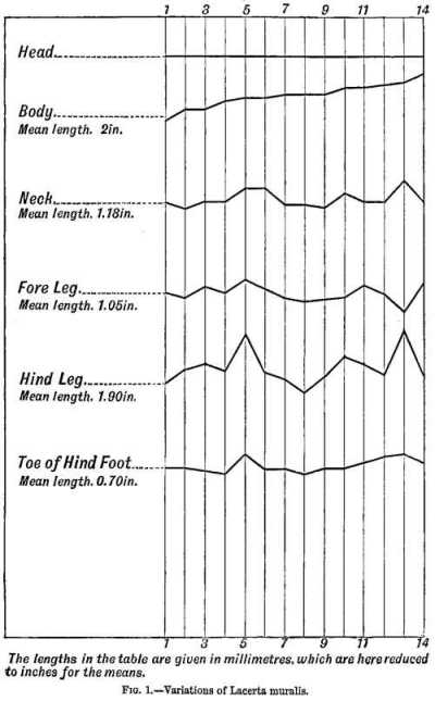 FIG. 1.&mdash;Variations of Lacerta muralis.