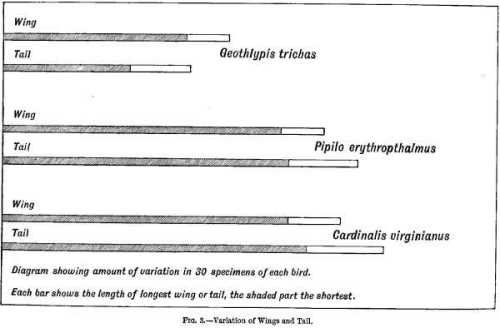 FIG. 3.&mdash;Variation of Wings and Tail.