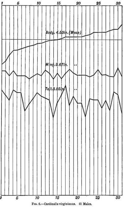 FIG. 6.&mdash;Cardinalis virginianus. 31 Males.