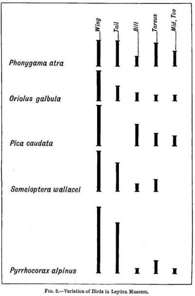 FIG. 8.&mdash;Variation of Birds in Leyden Museum.