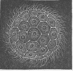 2. MAGOSPH&AElig;RA PLANULA. LANG, FROM HAECKEL.