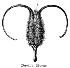 Illustration: Devils Horns