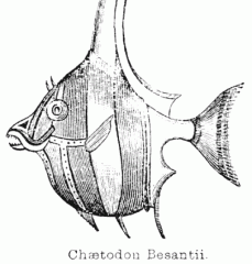 Illustration: Chætodon Besantii