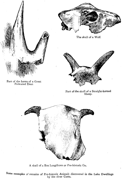 Some examples of remains of Pre-historic Animals discovered in the Lake Dwellings by the river Costa. The skull of a Wolf. Part of the horns of a Great Palmated Deer. Part of the skull of a Straight-horned Sheep. The skull of a Bos Longifrons or Pre-historic Ox.