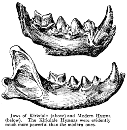 Jaws of Kirkdale (above) and Modern Hyæna (below). The Kirkdale Hyænas were evidently much more powerful than the modern ones.