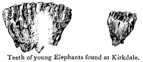 Teeth of young Elephants found at Kirkdale.
