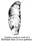 Canine tooth or tusk of a Kirkdale bear (Ursus spelacus)