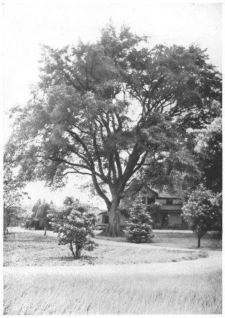 Grand Elm (over Two Hundred Years Old)