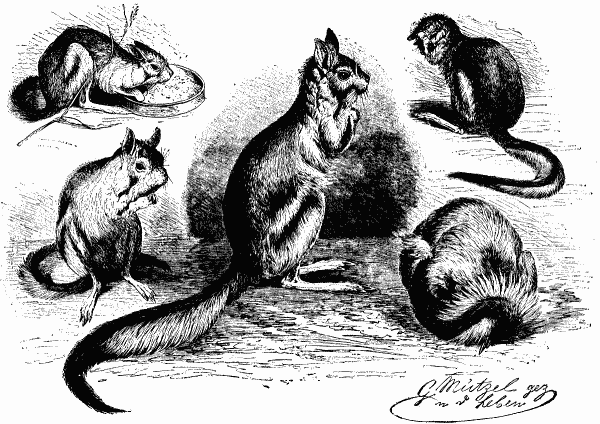 JERBOA IN THE ZOOLOGICAL GARDEN OF BERLIN.—DRAWN FROM
LIFE BY G. MUTZEL.