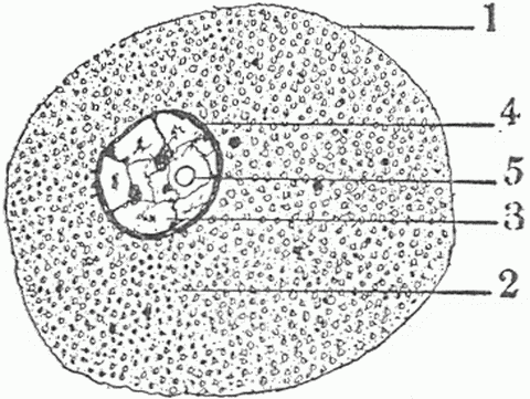 Fig. 1—Diagram Of Cell. 1. Cell membrane. 2. Cell substance or cytoplasm. 3. Nucleus. 4. Nuclear membrane. 5. Nucleolus.