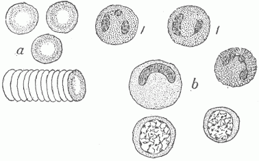 Fig. 12.—The Various Cells In The Blood. (a) The red blood cells, single and forming a roll by adhering to one another; (b) different forms of the white blood cells; those marked 1 are the most numerous and are phagocytic for bacteria.