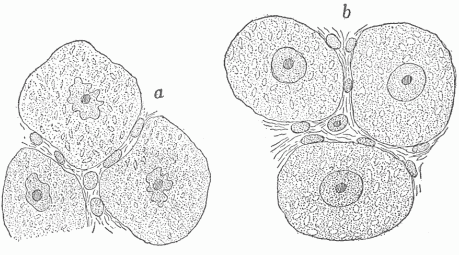 Fig. 13—Nerve Cells Of An English Sparrow (a) Cells after a day's full activity, (b) cells after a night's repose In (a) the cells and nuclei are shrunken and the smaller clear spaces in the cells are smaller and less evident than in (b). (Hodge)