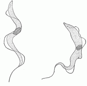 Fig. 19.—Trypanosomes From Birds. All the trypanosomes are very much alike. They contain a nucleus represented by the dark area in the centre and a fur-like membrane terminating in a long whip-like flagellum. They have the power of very active motion within the blood.