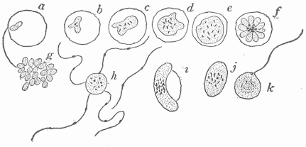 Fig. 20.—Part Of The Cycle Of Development Of The Organism Of Malaria, a-g, Cycle of forty-eight hour development, the period of chill coinciding with the appearance of f and g in the blood. The organisms g, which result from segmentation, attack other corpuscles and a new cycle begins. h, The male form or microgametocyte, with the protruding and actively moving spermatozoa, one of which is shown free. i and j are the macrogametes or female forms. k shows one of these in the act of being fertilized by the entering spermatozon. The differentiation into male and female forms takes place in the blood, the further development of the sexual cycle within the mosquito.