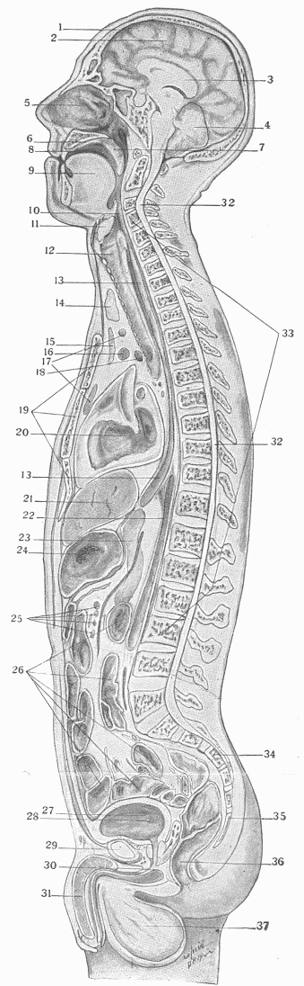 Fig. 8.—A Longitudinal Section Through The Middle Of The Body Showing The External And Internal Surfaces And The Organs.