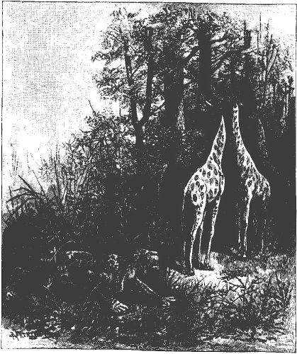 giraffe (75K)