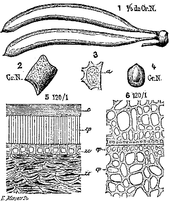  Figs. 1 TO 6.—PODS OF THE HOULLE AND MICROSCOPIC