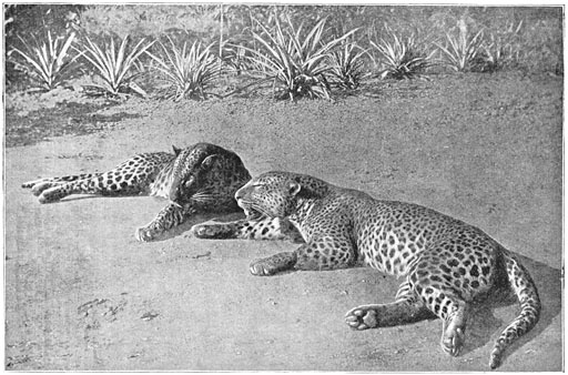 De twee grootste luipaarden.