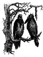Two crows