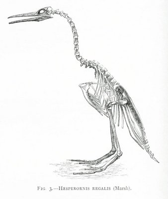FIG. 3.&mdash;HESPERORNIS REGALIS (Marsh).