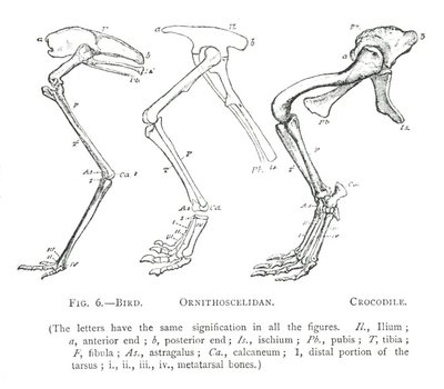 FIG. 6.&mdash;BIRD. ORNITHOSCELIDAN. CROCODILE.