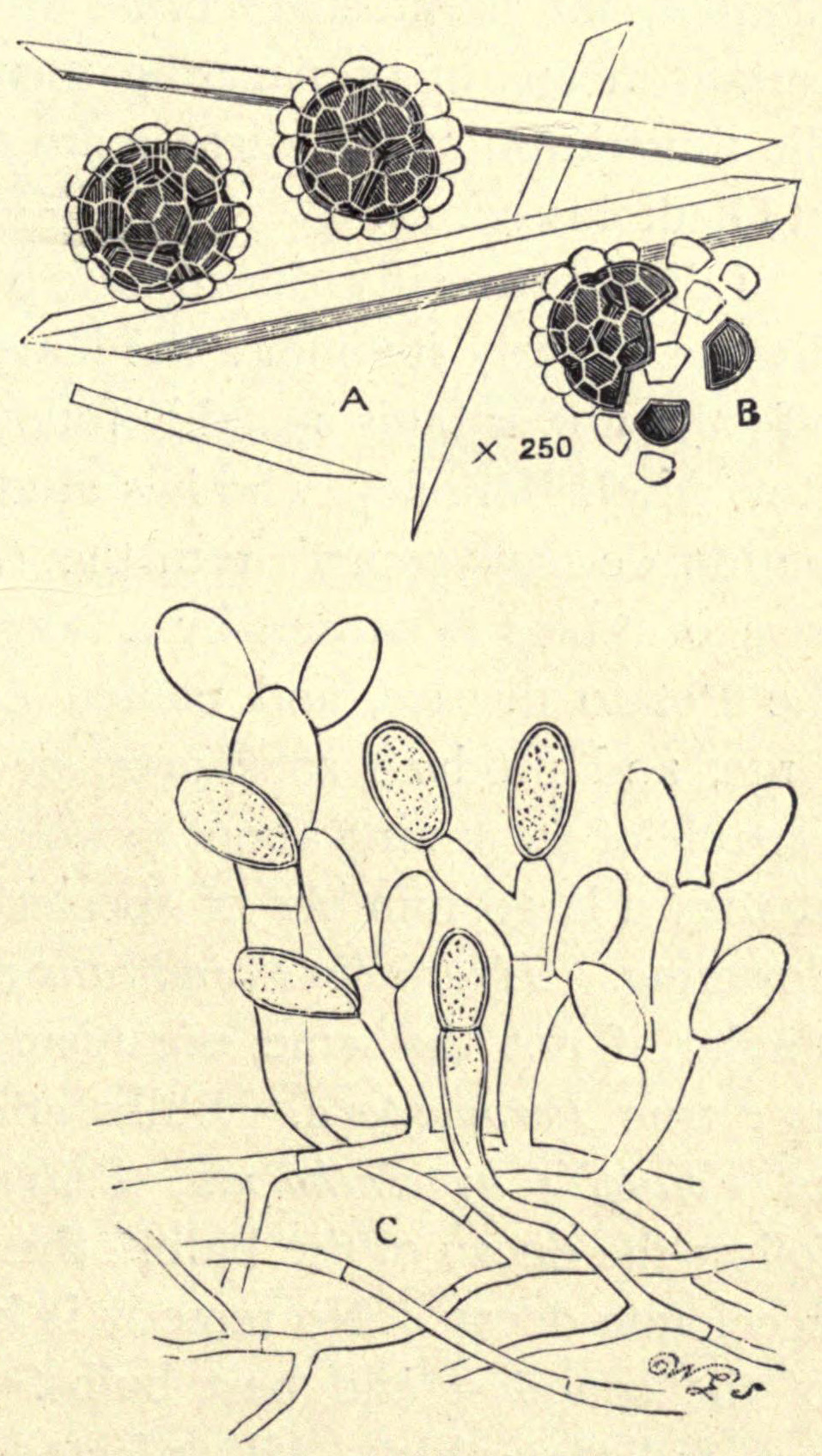 [Illustration: Fungi of Gladioli, Lilies, etc.]