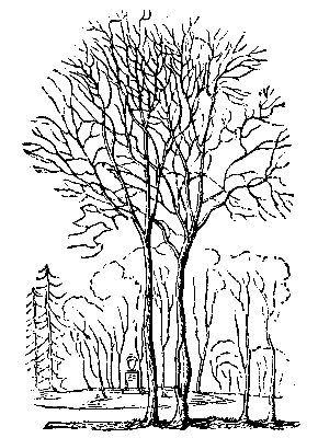 HORNBEAMS (ONE WITH INOSCULATED TRUNK).