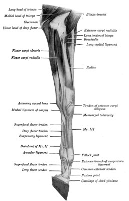 Fig. 3—Muscles of Left Thoracic Limb from Elbow Downward; Medial (Internal) View. The fascia and the ulnar head of the flexor carpi ulnaris have been
removed. 1, Distal end of humerus; 2, median vessels and nerve. (From
Sisson's ''Anatomy of the Domestic Animals'').