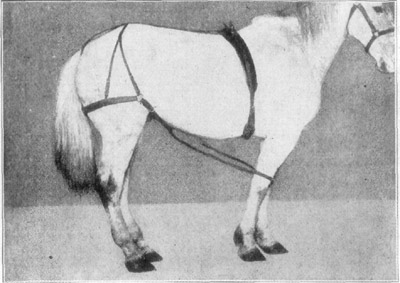 Fig. 9—Merillat's method of fixing carpus in radial paralysis. Courtesy, Alex. Eger. Fig. 9—Merillat's method of fixing carpus in radial paralysis. Courtesy, Alex. Eger.