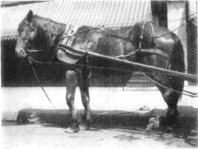 Fig. 10—Contraction of carpal flexors, ''knee sprung.'' Fig. 10—Contraction of carpal flexors, ''knee sprung.''