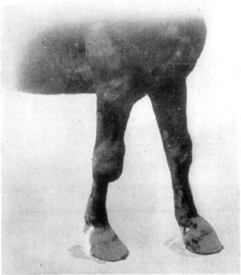 Fig. 12—Hygromatous condition of the right carpus, also
distension of sheaths of extensor tendons of both fore legs.