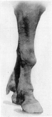 Fig. 14—Exostosis of carpus resultant from carpitis.